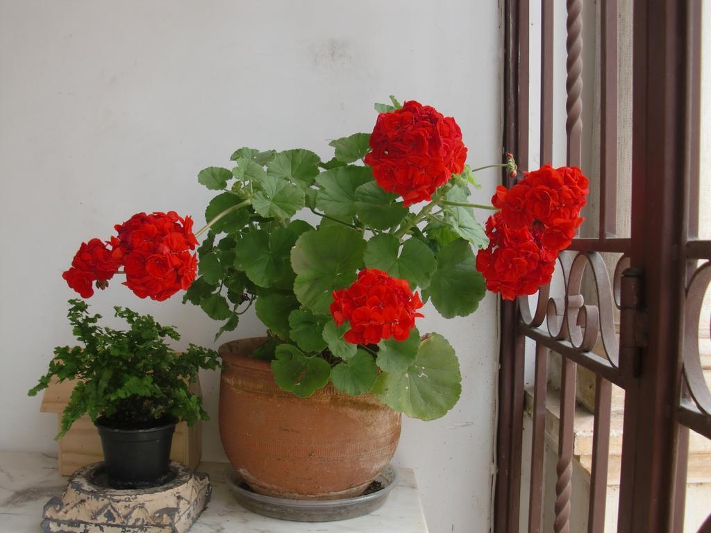 Adore Portugal Coimbra Guest House Exterior foto